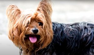 Yorkshire Terrier