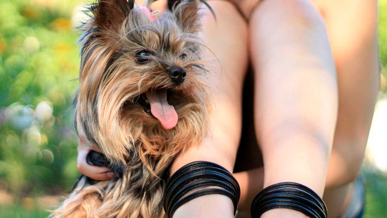 Yorkshire Terrier