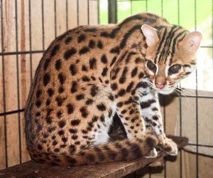 raça de gatos Bengal ou Gato de Bengala