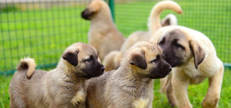 Kangal Turco Curiosidades C O Em Foco